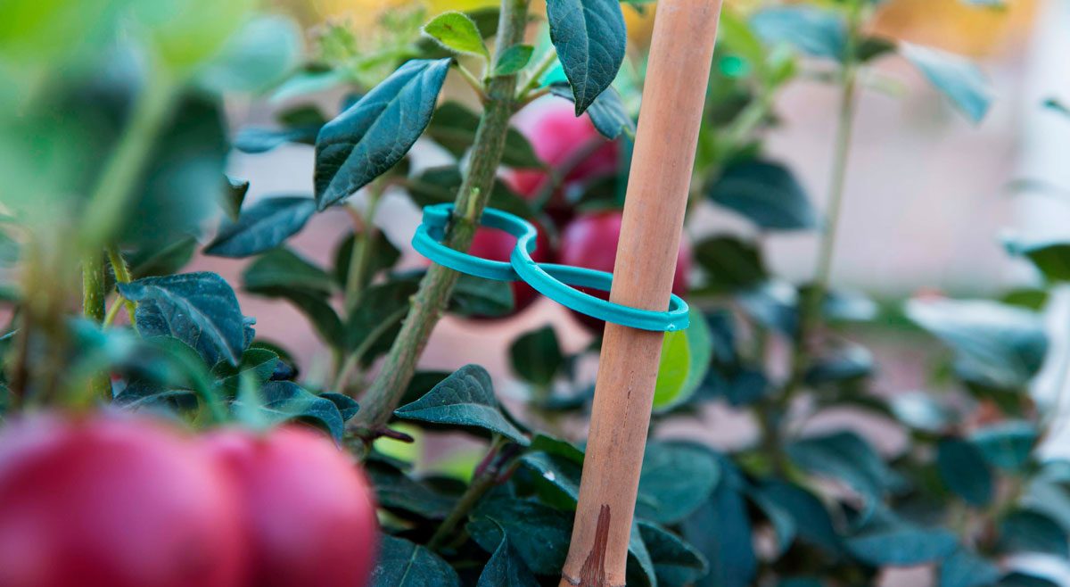Los accesorios para cultivo que no deben faltar en tu jardín