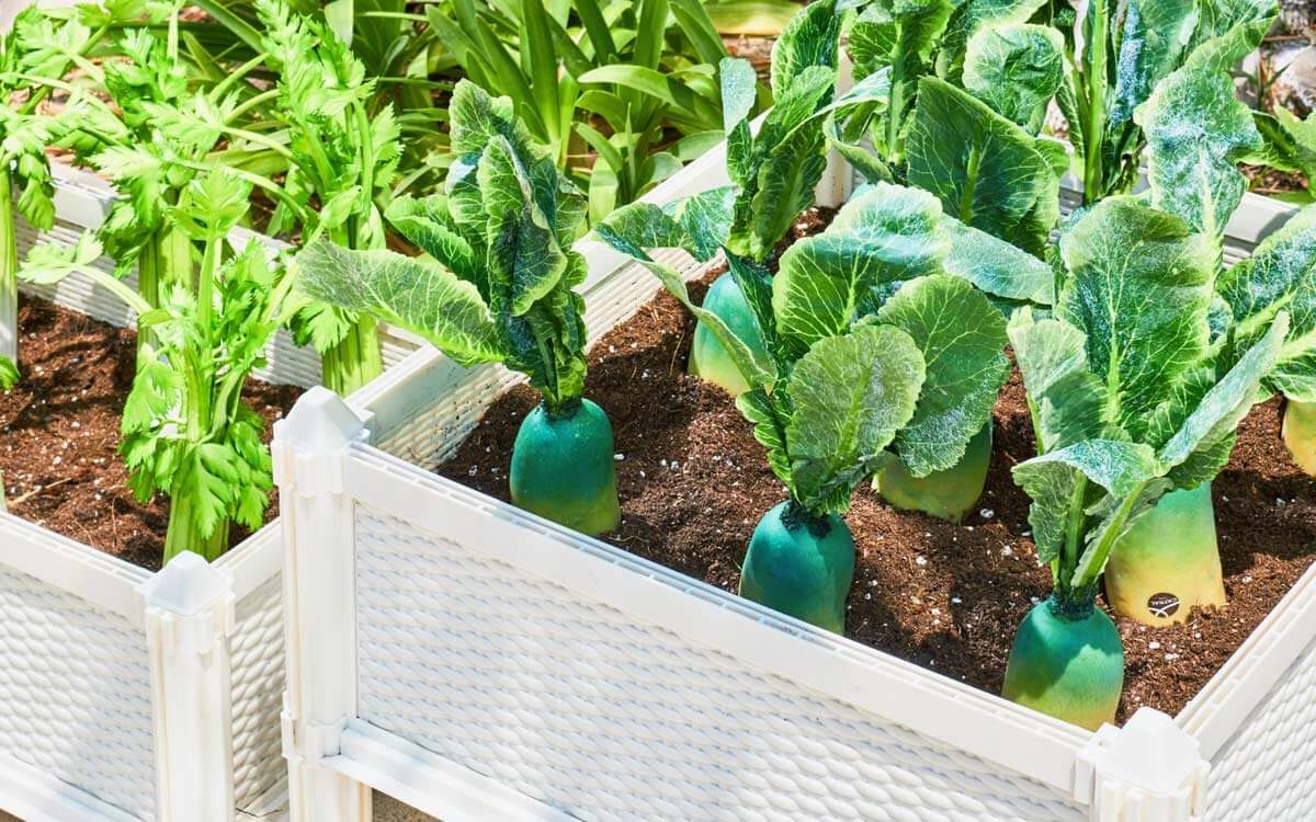Cómo hacer un huerto ecológico en tu jardín