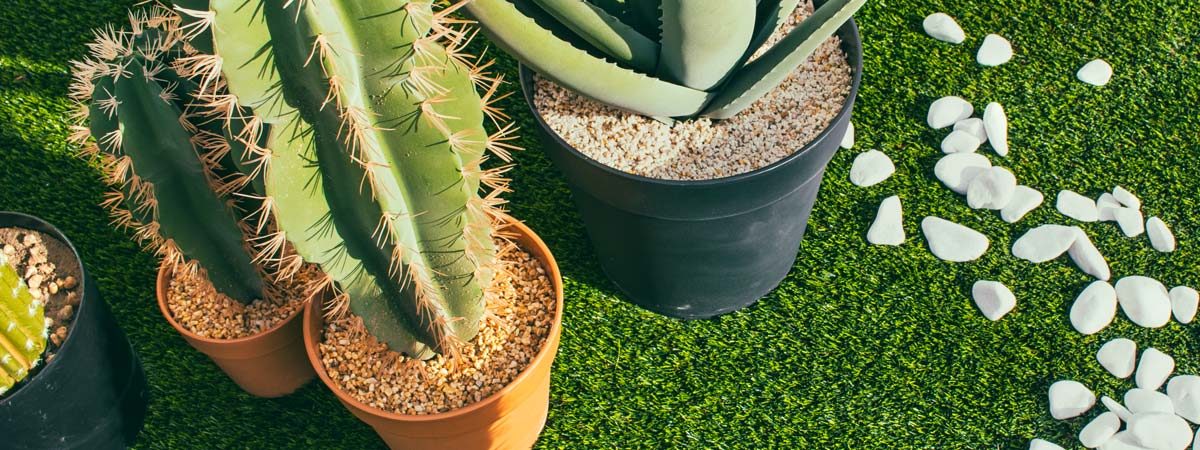 Cactus, la nueva apuesta en la decoración del hogar