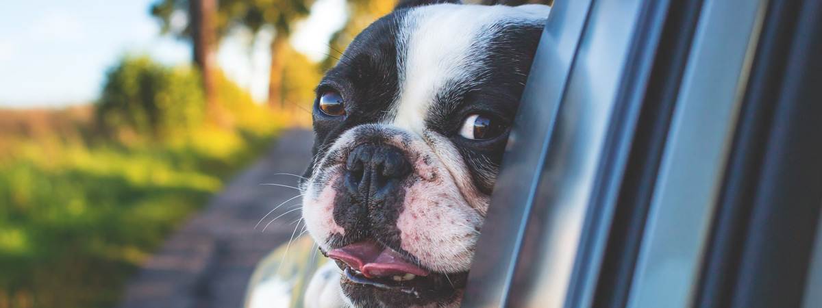 Accesorios indispensables para viajar con tu perro en el coche