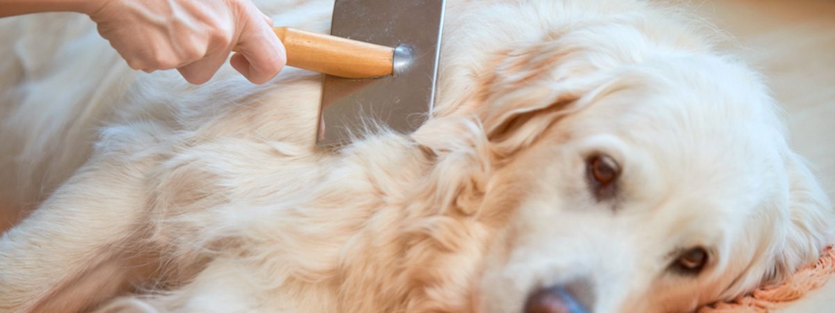 Cómo cepillar a tu perro tenga el pelo que tenga