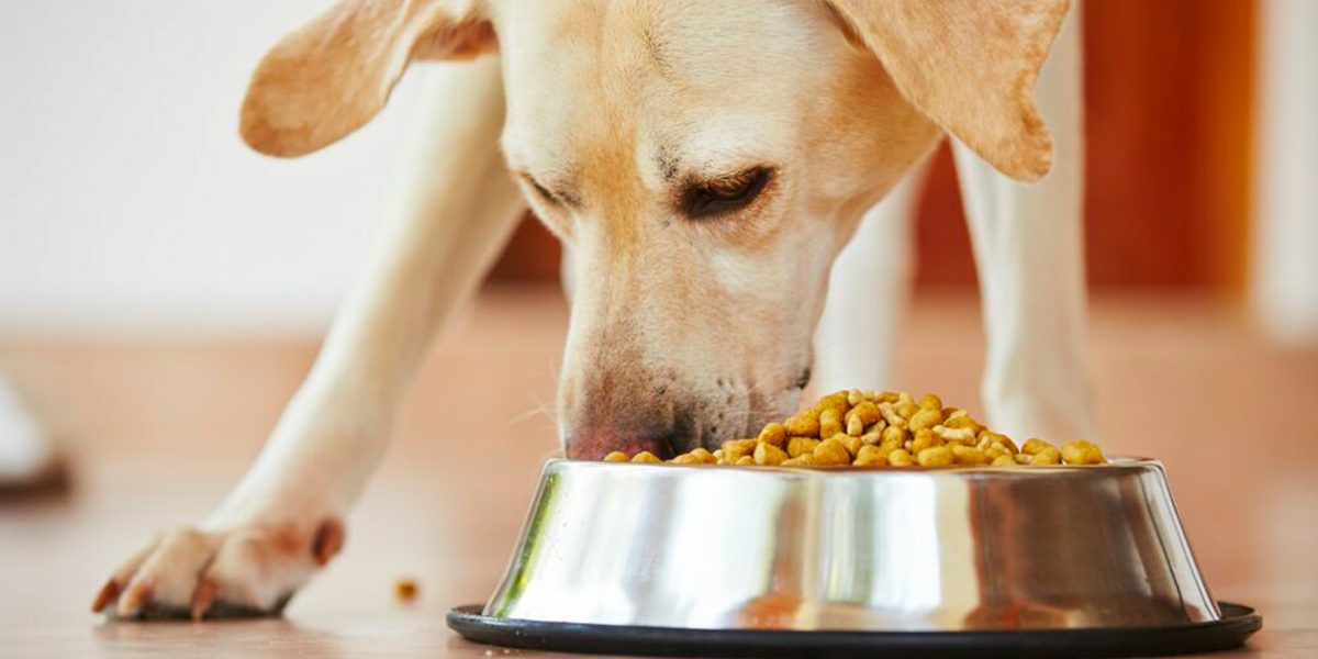 ¿Nuestros perros perciben los sabores de sus alimentos?