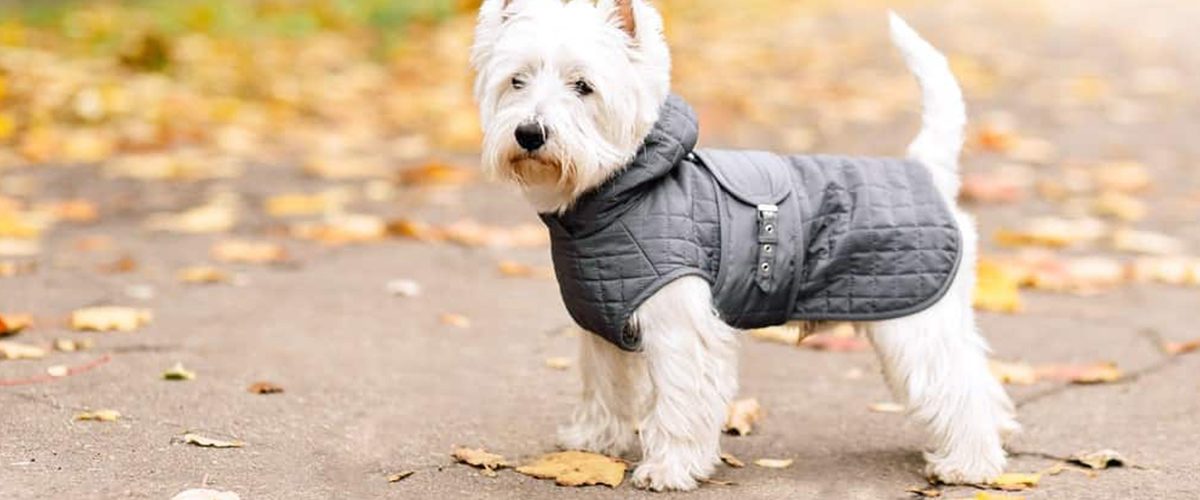 ¿Es necesario usar ropa para mascotas en invierno?