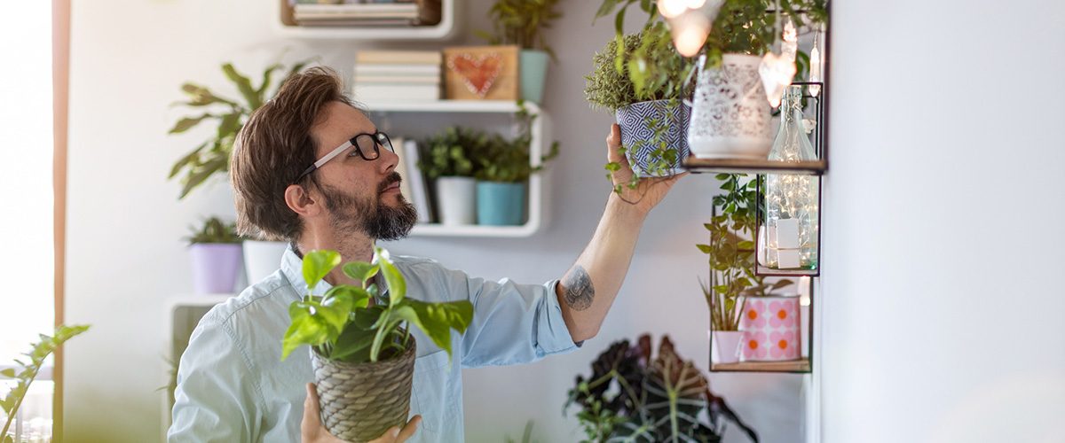 ¿Cuál es el mejor sitio para colocar plantas en interiores?