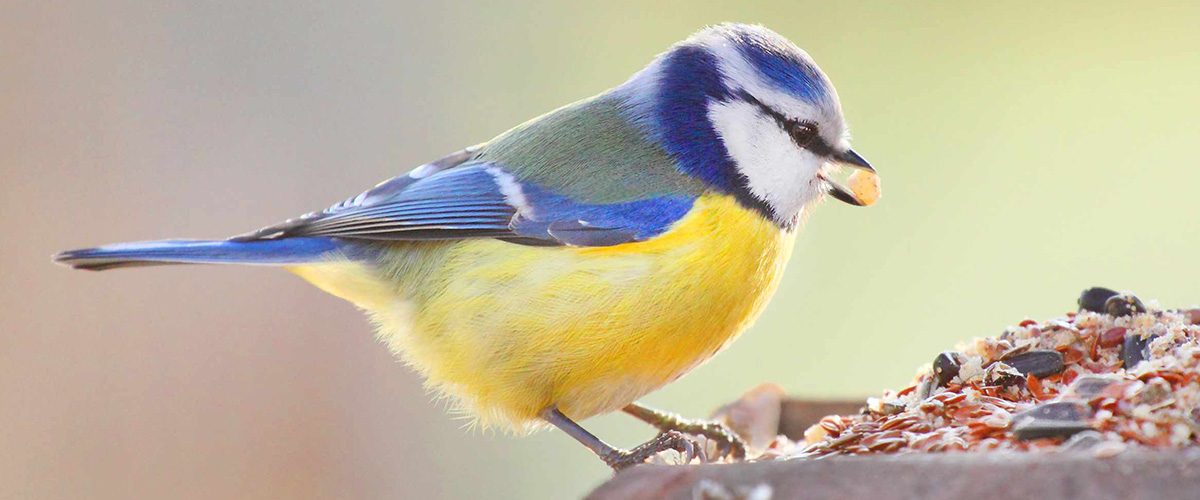 ¿Qué comen los pájaros? Mejores comidas para pájaros