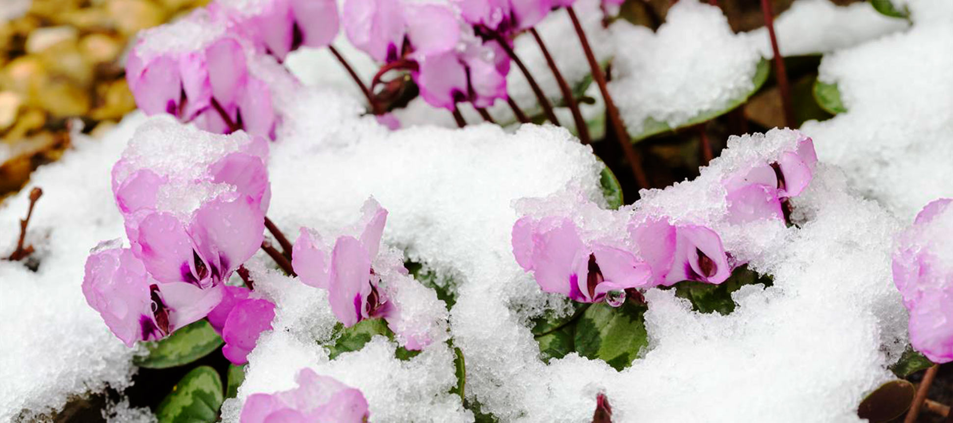Cómo proteger las plantas y el huerto de nevadas