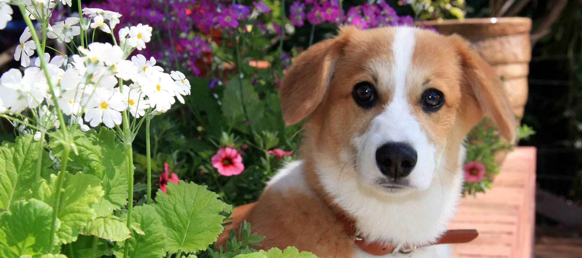 Plantas prohibidas en huertos urbanos con perros