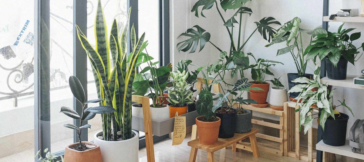 Plantas artificiales para que tu casa sea un oasis, ¡Welcome to the jungle!