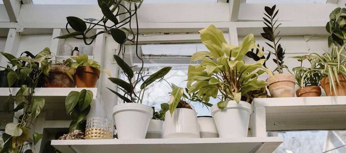 Consejos para mantener tus plantas artificiales en perfecto estado durante todo el año