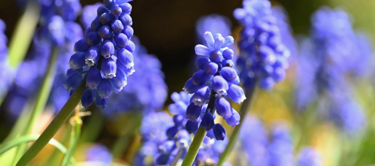 Prepara tu casa para el buen tiempo con estas flores de primavera