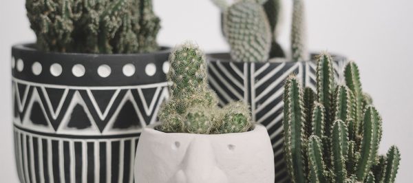 Cactus artificial, da un toque distinto a cada estancia de tu hogar