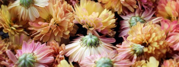 Llena tu jardín de color y alegría con estas flores de otoño