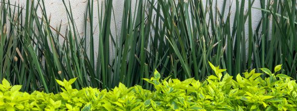 Verde todo el año: La magia de los setos artificiales en tu jardín